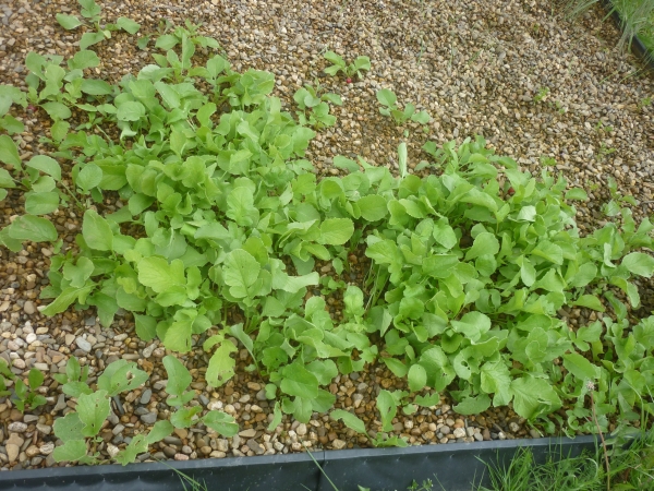 Radieschen im Kiesbeet