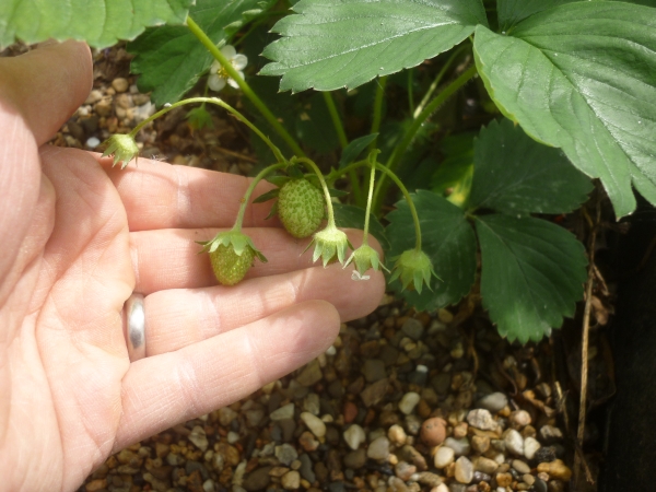 Ersten Fruchansätze der Erdbeeren