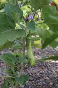 Aubergine Thai long green 