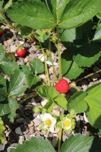 Ostara Erdbeeren