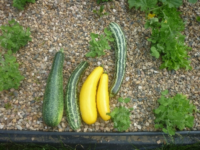 [Bild: zucchini8.jpg]