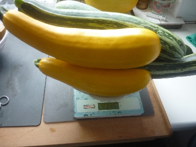 [Bild: zucchini9.jpg]