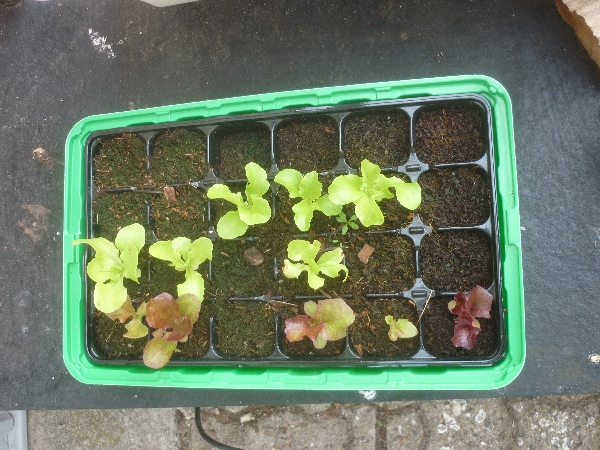 Lets-Grow - Aquaponik in der Saison 2012