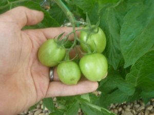 tomate10