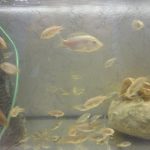 Jungfische oreochromis nilotics (fingerlinge)