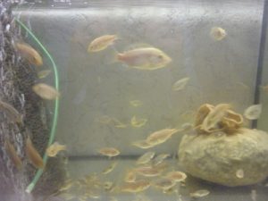 Jungfische oreochromis nilotics (fingerlinge)