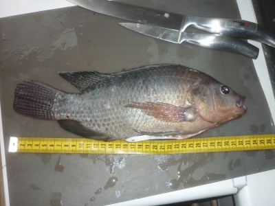 Geschlachteter Niltilapia (Oreochromis niloticus)