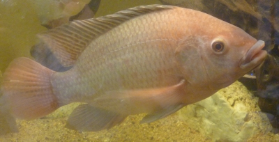 Oreochromis Niloticus