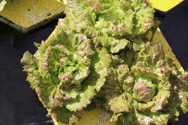 Battavia-Salat als Raft