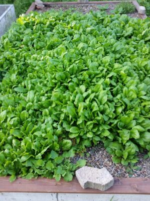 Spinat auf dem Kiesbeet