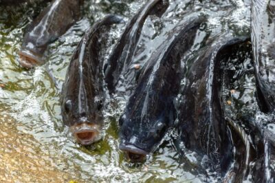 Tilapia im Aquaponik