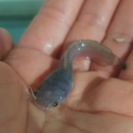 Afrikanischer Raubwels-Hybrid