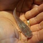 Afrikanischer Raubwels (Clarias gariepinus)