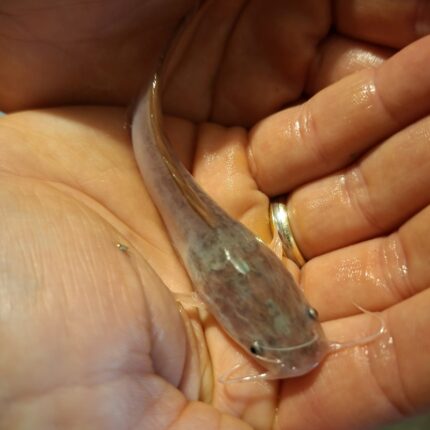 Afrikanischer Raubwels (Clarias gariepinus)