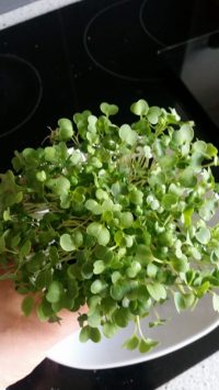 Microgreens