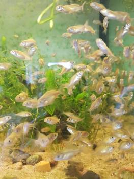 Spiegelkarpfen (Cyprinus carpio) 5cm - 25 Stück