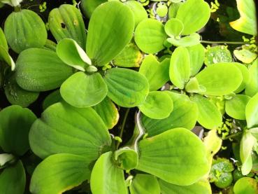 Muschelblume, Pistia stratiotes