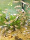 Spiegelkarpfen (Cyprinus carpio) 5cm - 25 Stück